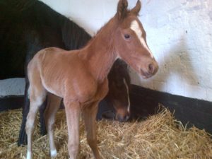 F_Pastoral Pursuit x Instructress 2014