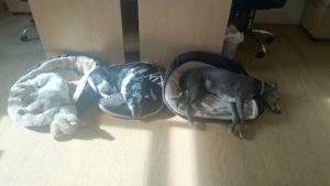 sleeping-dogs